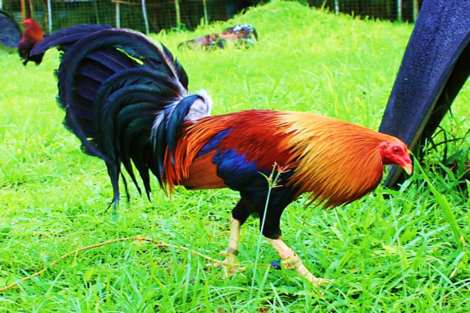how to breed gamefowl
